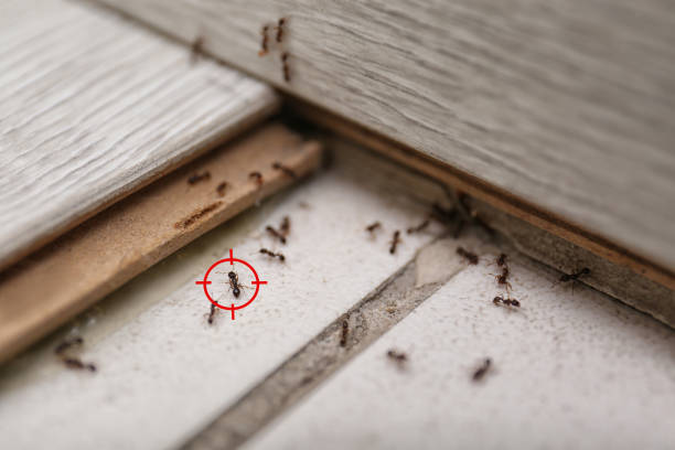 Best Flea Control Services  in Laconia, NH