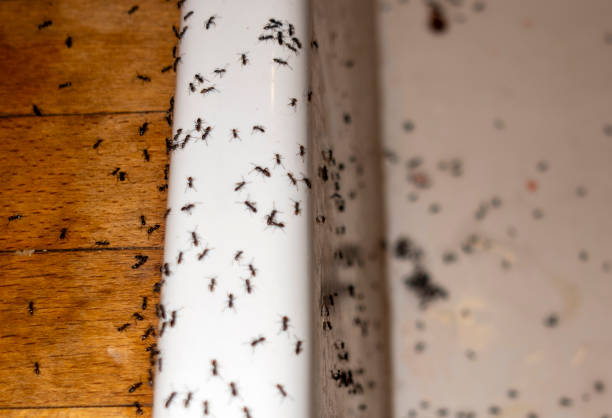 Best Exterminator Services  in Laconia, NH